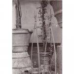 Jean Bartlet - Clay Pots with Willow Supports | Selenium Toned Silver Prints | 14" x 11" | $250"I find inspiration in the natural world, botanical prints and drawings, contemporary literature and design. A strong sense of place, escape, observation, the creative process, and leading an artistic life are essential to me."