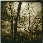 Pam Guenzel - Forest Path 1 | Toned Gelatin Silver Print on Fiber | 12" x 12" | $250"The random possibilities generated by Holga combined with careful observation and selection of structure and patterns found in nature have deepened my sensitivity to the elements of landscape."