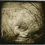 Pam Guenzel - Forest Path 2 | Toned Gelatin Silver Print on Fiber | 12" x 12" | $250"The random possibilities generated by Holga combined with careful observation and selection of structure and patterns found in nature have deepened my sensitivity to the elements of landscape."