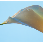 Steve McMahon - Calla Lily on Blue | Digital Imaging | 24" x 30" | $1,375"I work with all media from high resolution digital imaging to traditional film and darkroom technique, utilizing black & white and / or color imaging as best suites my subject."
