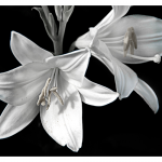 David Patria - Stark Lily | Photograph | 16" x 20" | $200"This image represents a lily in a black and white mode which invokes its beauty, exclusive of any color, but for an appreciation of its form."