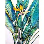 Mary Tallman - Bird of Paradise | Color Pencil | 24" x 30" | $650"My intense interest in botanical images reflects my exploration of forms as they occur in nature. This exploration is extremely satisfying for me, as both an artist and a master gardener."