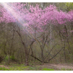 Nancy Hopwood - Light Beam Red Bud | Photograph | 16" x 20" | $325"As I traveled to over 60 countries, the beauty of the landscapes was impressive, particularly desert spaces, but it was the people that were the most rewarding to me. I have come to believe that this earth is really a very small place and there are more similarities amongst the peoples than differences."